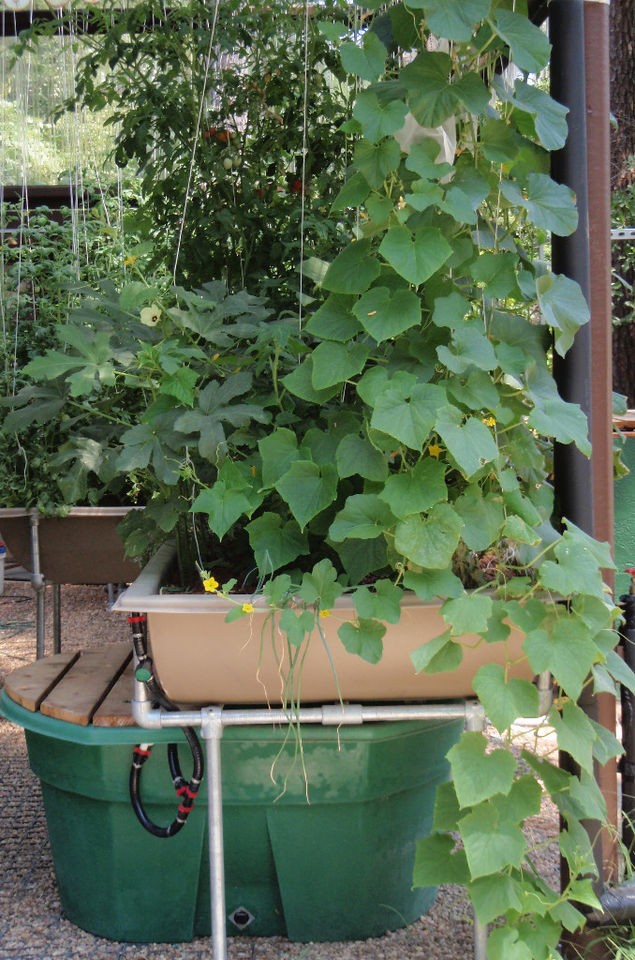 aquaponics grow bed in Gardening Supplies