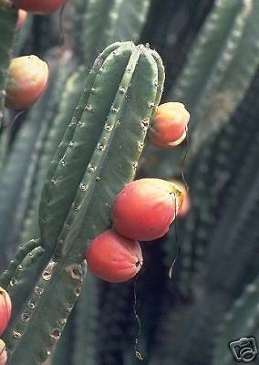   grafting stock grafted cacti night flower cactus seed 30 SEEDS