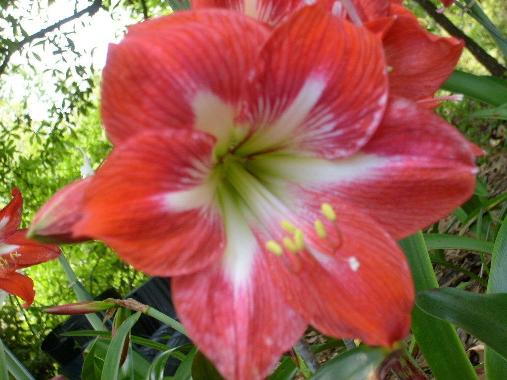 Amaryllis Bulb Cocktail hippeastrum flower lily bloomer plant