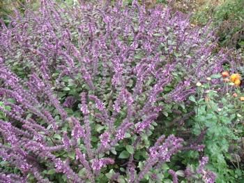 detailed description name basil african blue botanical name ocimum 