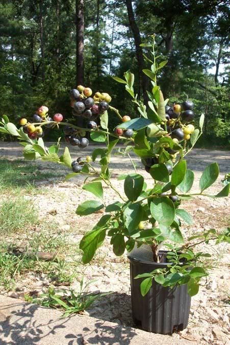 Premier Blueberry Plant Healthy Blueberries Plants Now