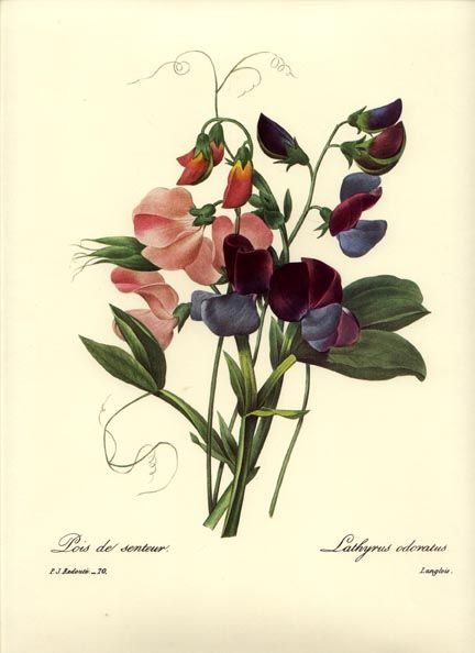 Redoute Botanical Flower Print Sweet Pea Bouquet Plate 70