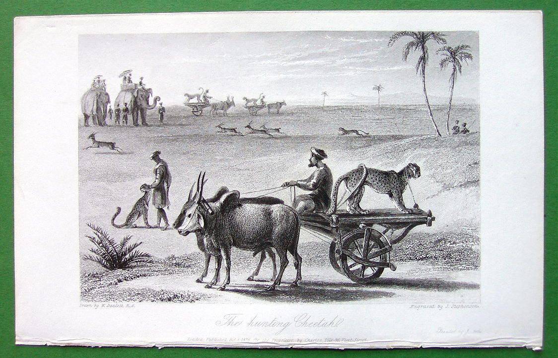  Hunting Cheetah Sports of the East   1837 Antique Print by W. Daniell