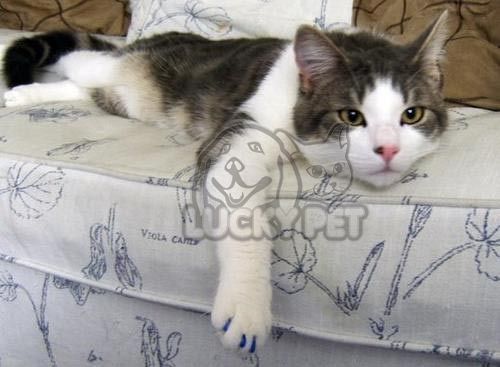 40pcs Soft Claws Nail Cap Dog Cat Scratching s M L XL