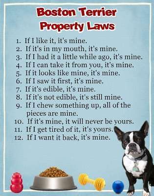BOSTON TERRIER Dog Magnet Property Laws Personalized With Your Dogs